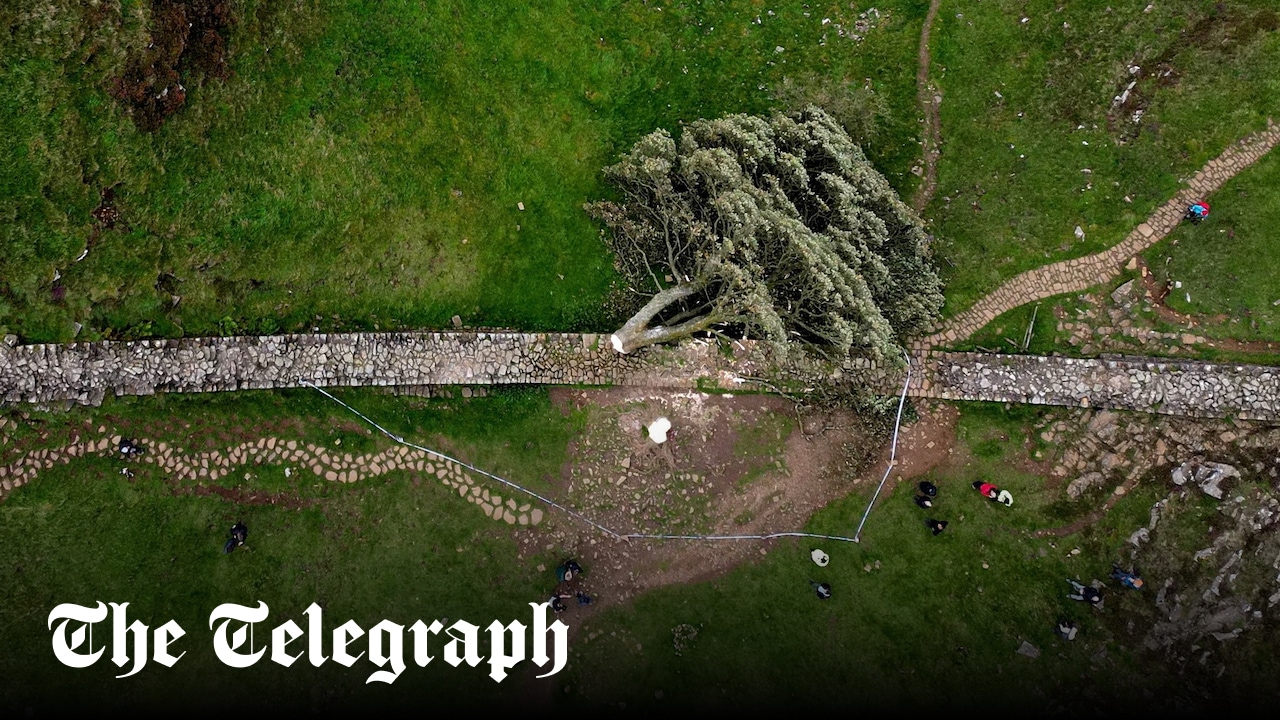 Anger Fueled Sycamore Gap Tree Felling?