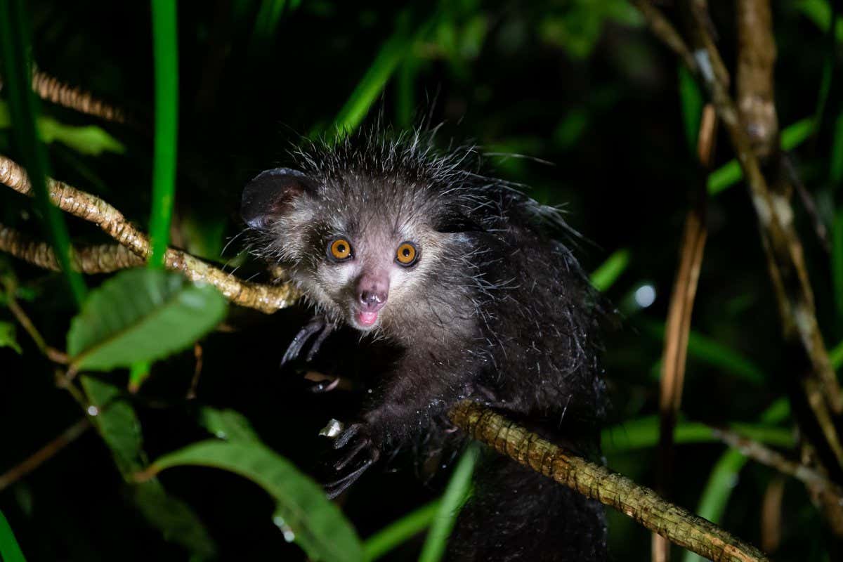 Aye-aye & Possums: Conservation Priorities