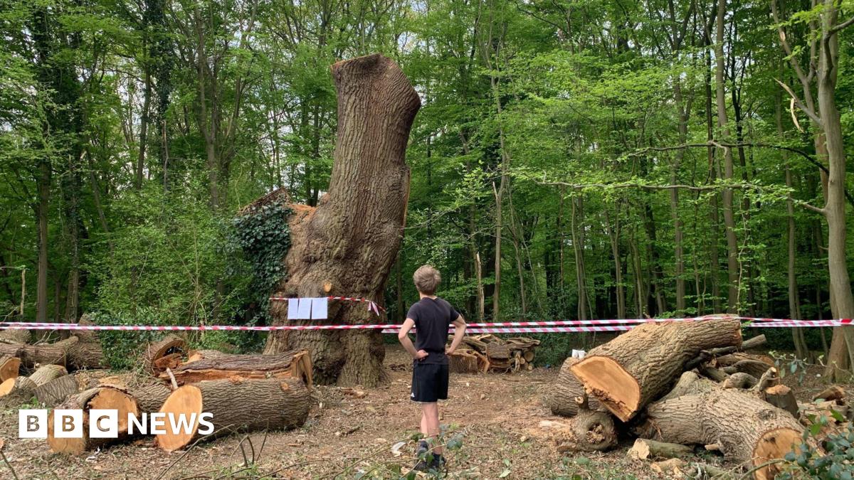 Enfield Oak Felling: Met Police Investigate