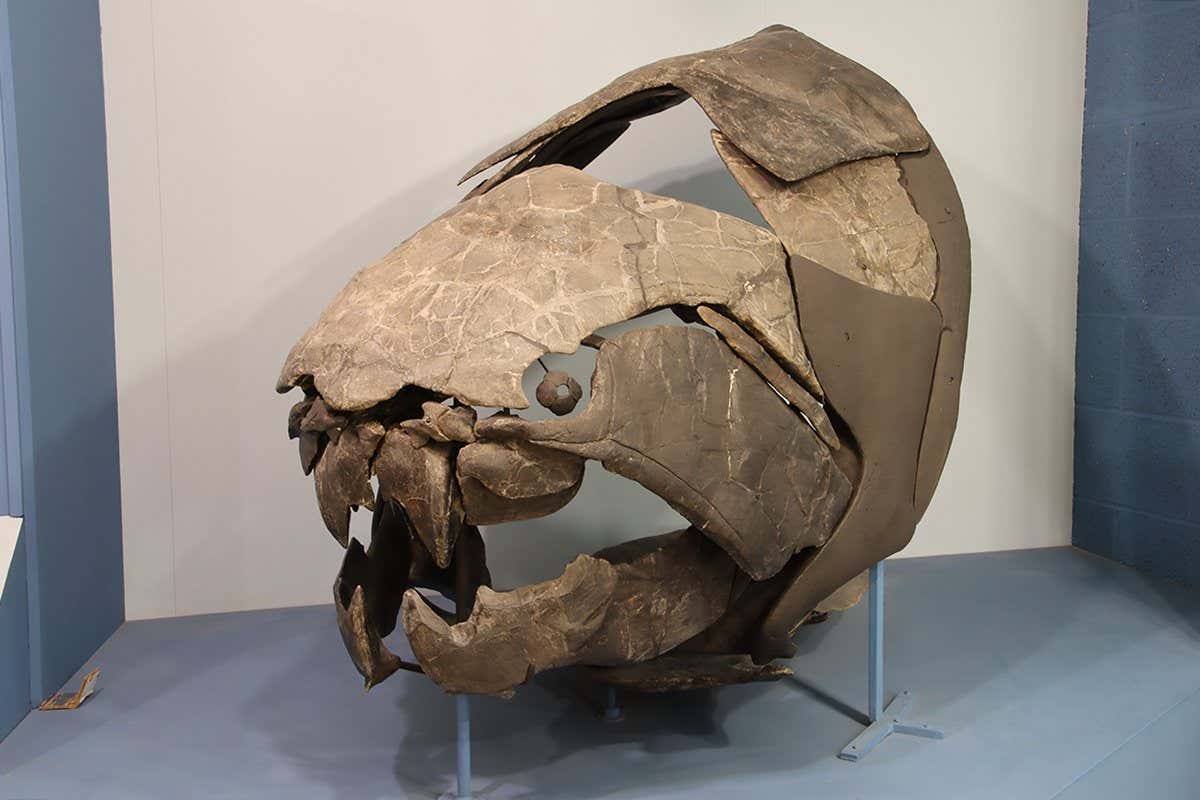 Giant Prehistoric Fish? Not So Big