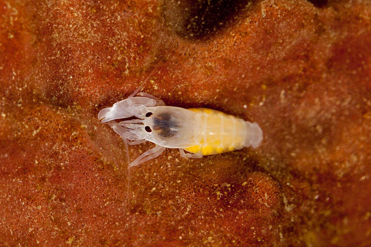 Mini Shrimp Claws: Speed Record Broken