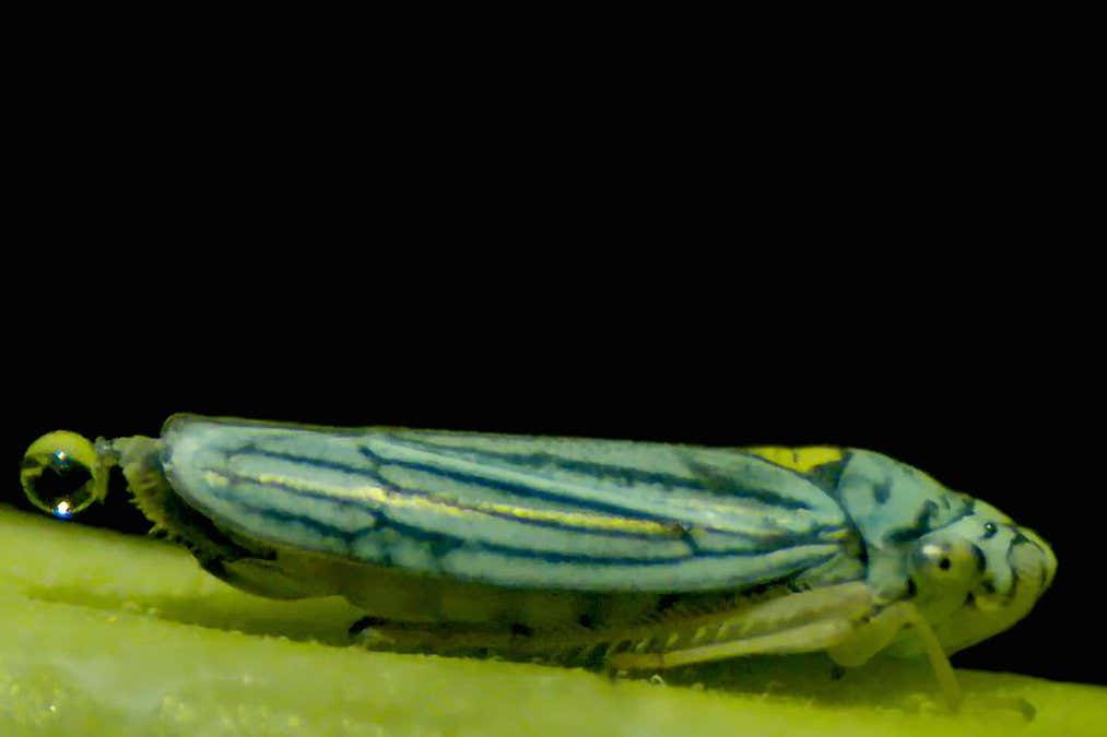 Miniature Marvels: Anal Catapult In Insects