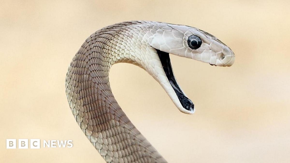 Revolutionary Snake Antivenom: A Man's Sacrifice