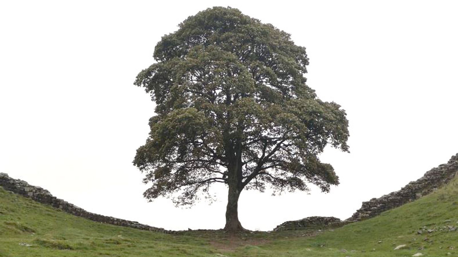 Sycamore Gap Tree: Two Men Found Guilty