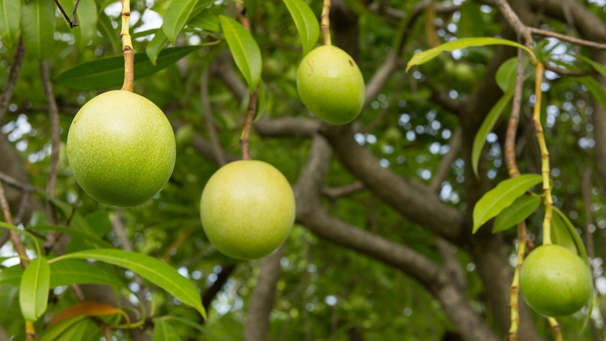 White Lotus Fruit: Fact Or Fiction?