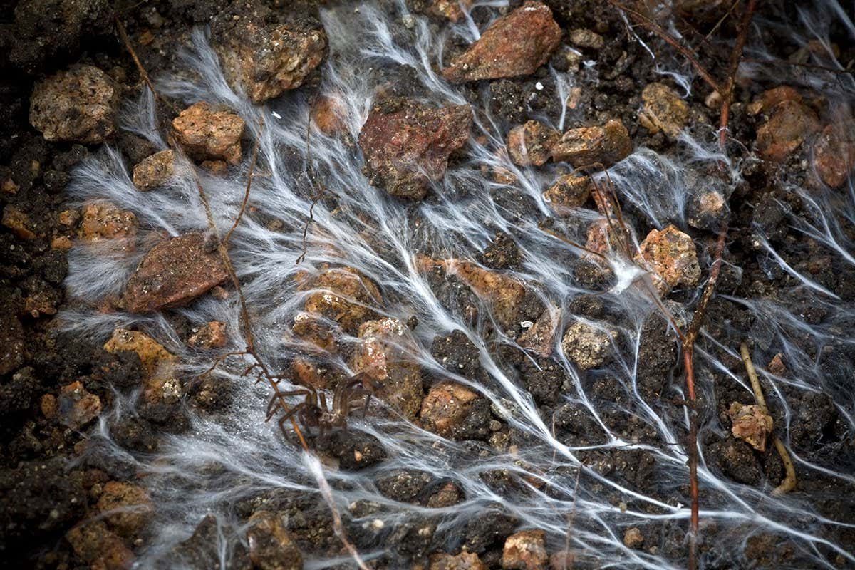 Wild Fungi: A Key To Enhanced Carbon Storage In Forests